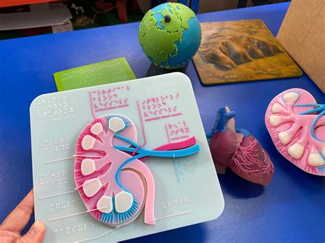 3D Printed Educational Models