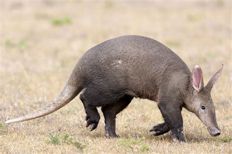 Aardvark