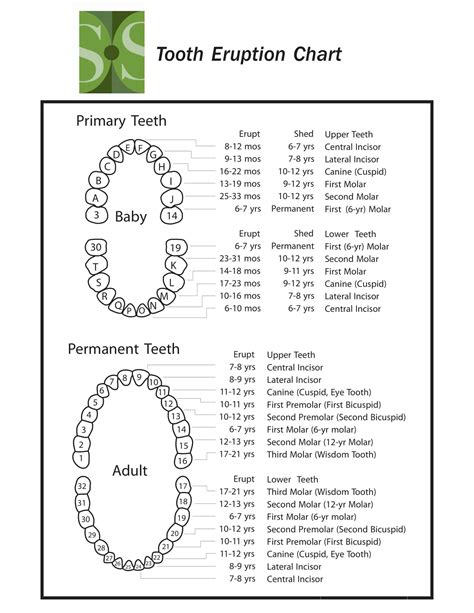 Advanced Printable Tooth Chart Template