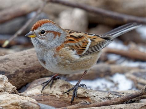 American Tree Sparrow