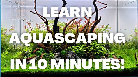 Aquascaping Tips for Modern Marine Tanks