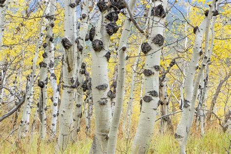 Aspen Grove Nature