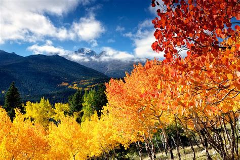 Aspen Grove Scenery