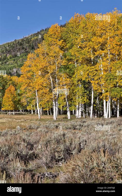 Aspen Grove Wildlife