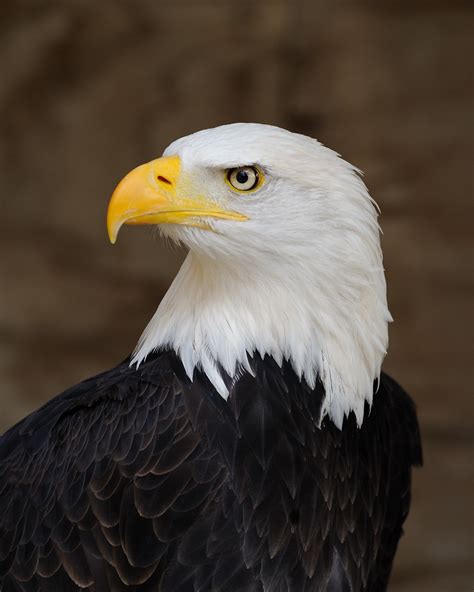 Bald Eagle in flight