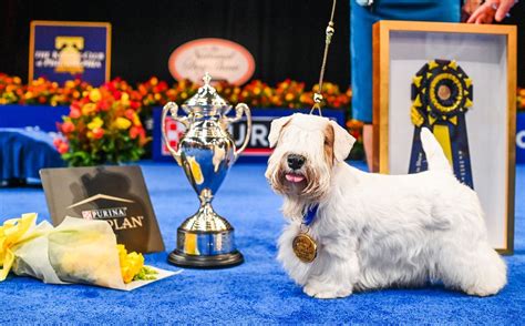 Best in Show movie poster