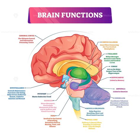 Brain Function