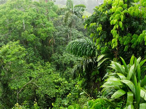 Brazilian green forest