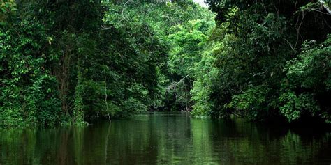 Brazilian green rainforest