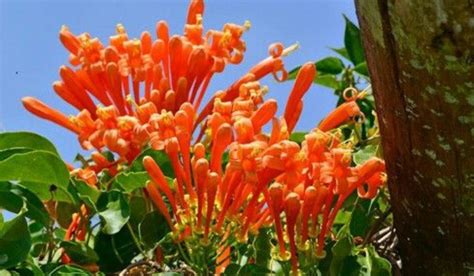 Brazilian orange flower