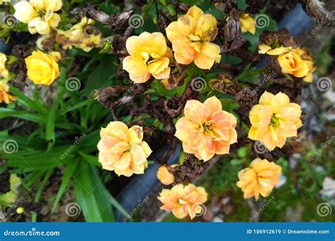 Brazilian yellow flowers