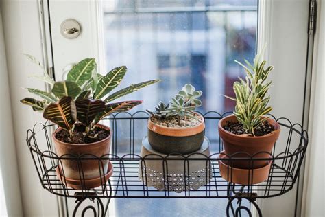 Image of a room with plants