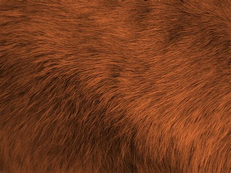 Brown Fur Color Palette