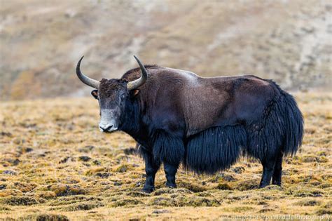 Cantonese Chinese Yak