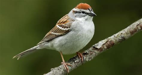 Chipping Sparrow