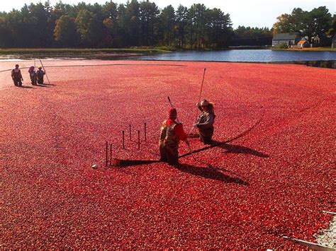 Cranberry Bog Region