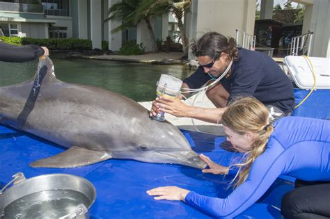 Dolphin research team in action