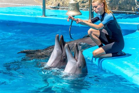 Dolphin Training and Care