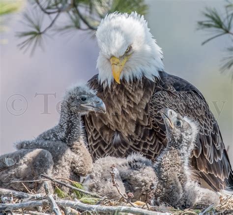 Eagle chick being fed