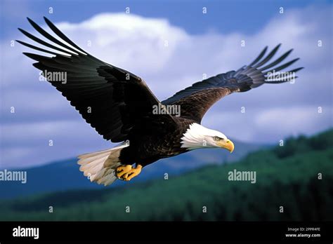 Eagle in flight with prey