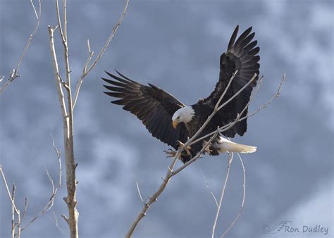 Eagle landing on a branch