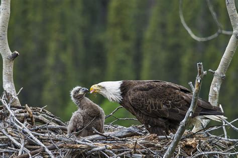 Eagle nest with eggs