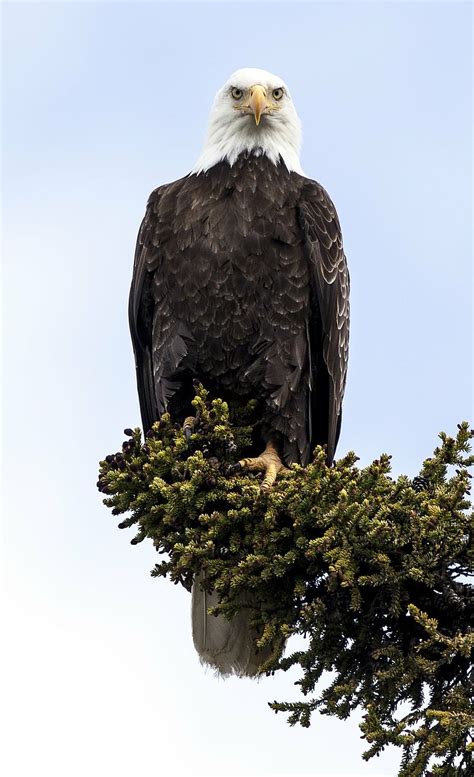 Eagle perched on a rock