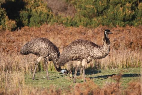 Emu Farming