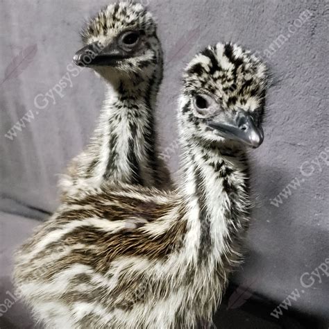 Emu Hatching and Rearing