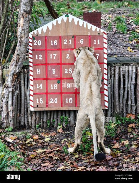 Enjoying the Advent Calendar