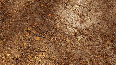 Forest Floor Texture