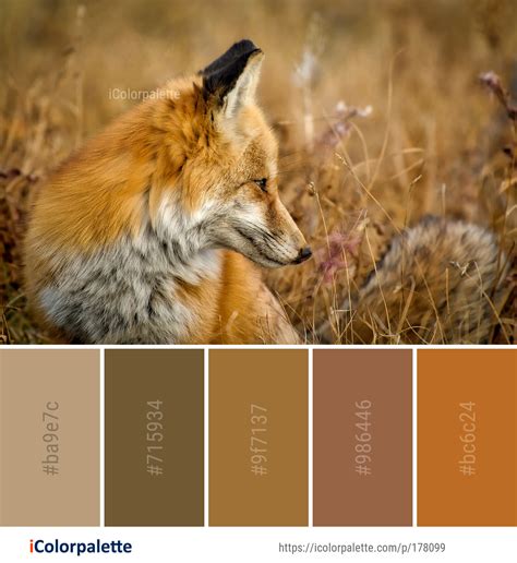 Fox Color Palette