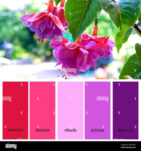 Fuchsia Nature-Inspired Color Palettes