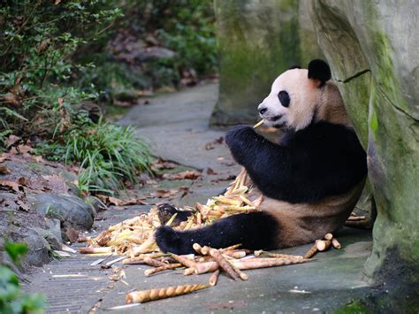 Giant Panda Research Center