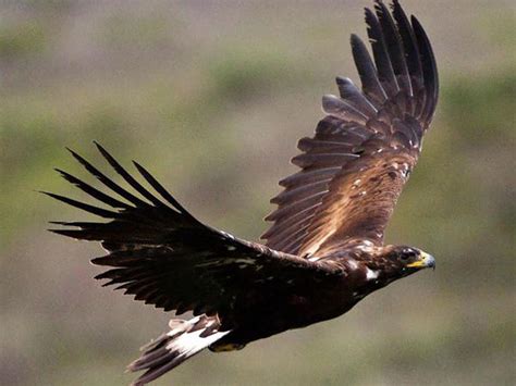 Golden Eagle perched on a tree