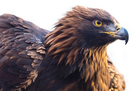 Golden Eagle conservation efforts