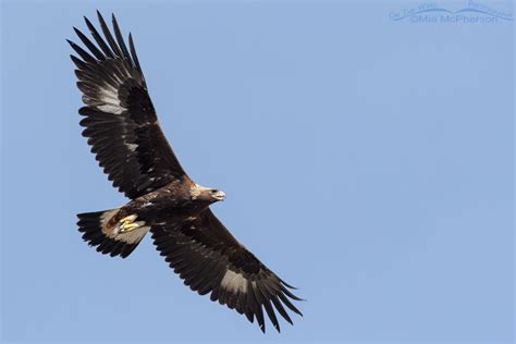 Golden Eagle flying over the desert