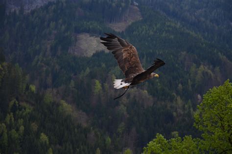 Golden Eagle flying over the forest