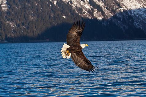 Golden Eagle flying over the ocean