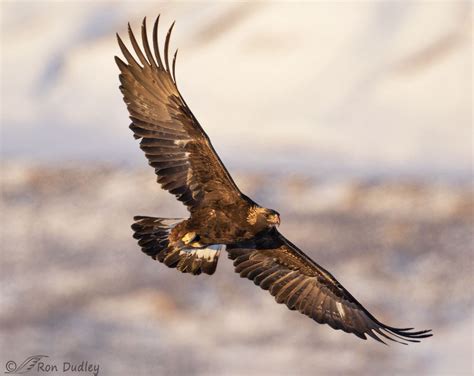 Golden Eagle in flight