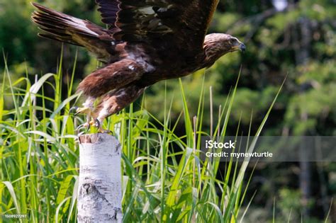 Golden Eagle with prey