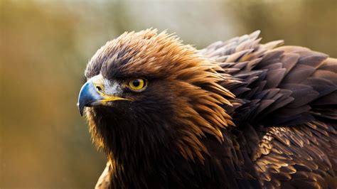 Golden Eagle in nature