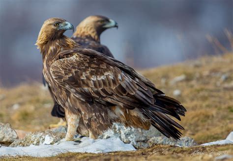 Golden Eagle in nature reserve