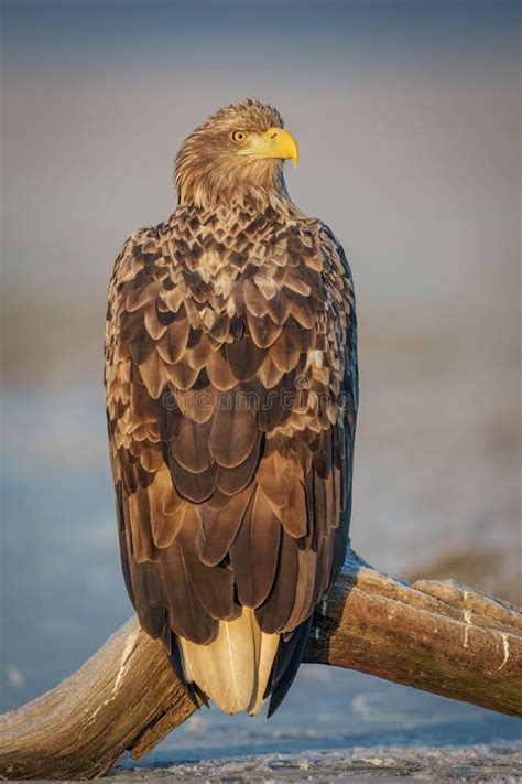 Golden Eagle perched on a branch