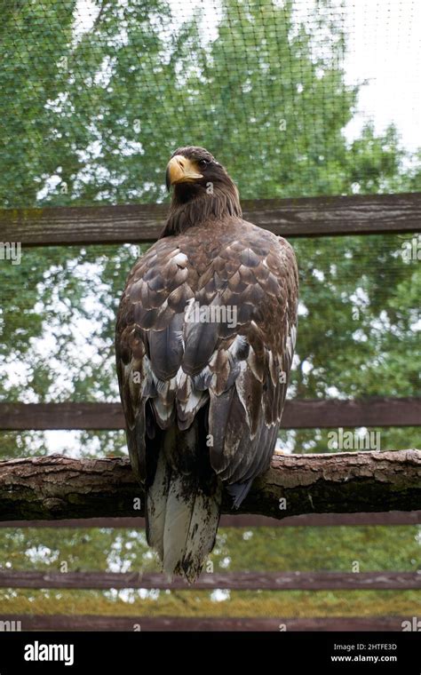 Golden Eagle perched on a tree