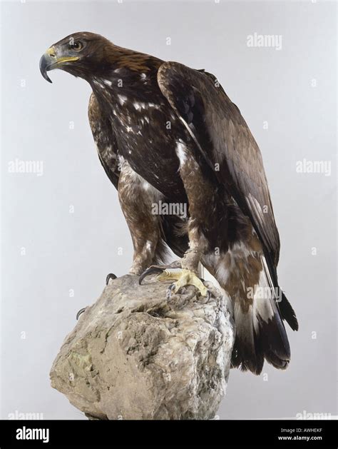 Golden Eagle sitting on a rock