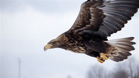 Golden Eagle in flight