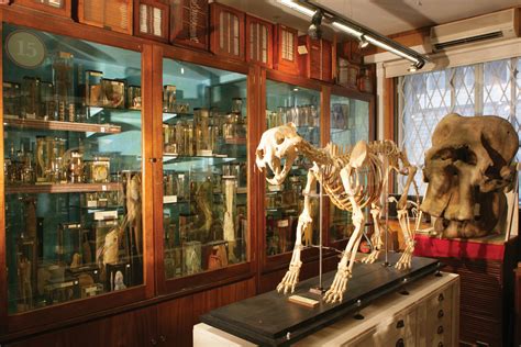 Grant Museum of Zoology specimens