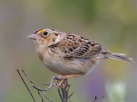 Grasshopper Sparrow