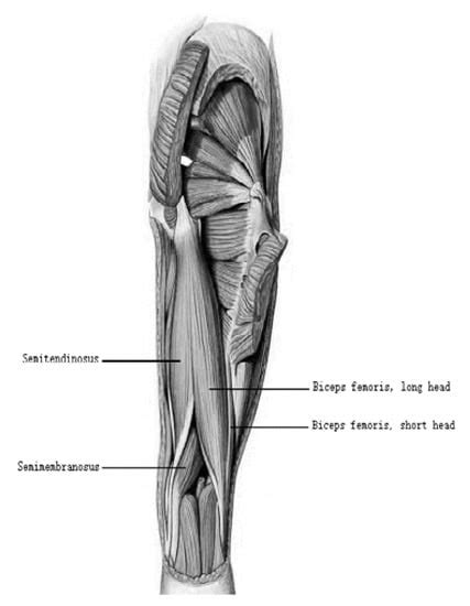 Hamstring